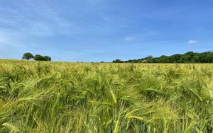 Preview wallpaper wheat, field, ears, landscape