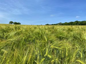 Preview wallpaper wheat, field, ears, landscape