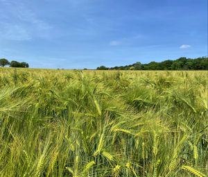 Preview wallpaper wheat, field, ears, landscape