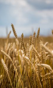 Preview wallpaper wheat, field, ears, blur