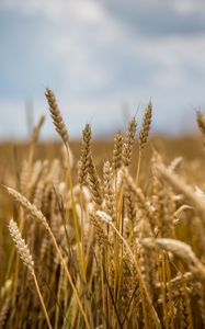 Preview wallpaper wheat, field, ears, blur