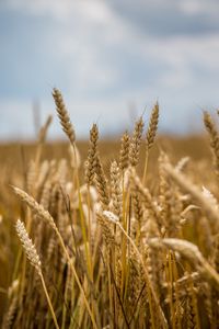 Preview wallpaper wheat, field, ears, blur