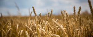 Preview wallpaper wheat, field, ears, blur