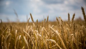 Preview wallpaper wheat, field, ears, blur