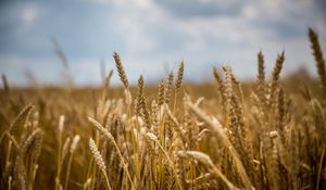 Preview wallpaper wheat, field, ears, blur