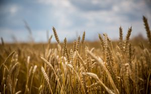 Preview wallpaper wheat, field, ears, blur