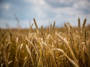 Preview wallpaper wheat, field, ears, blur