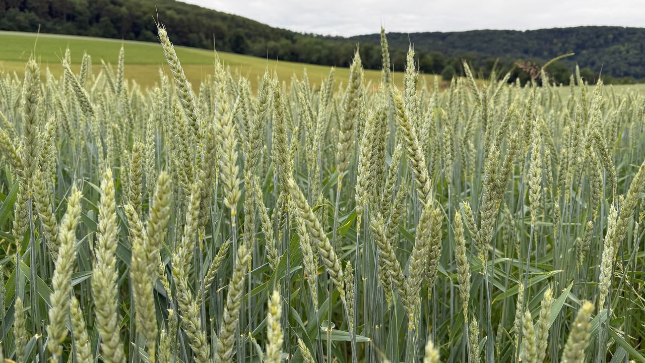 Wallpaper wheat, field, grass, hills, nature