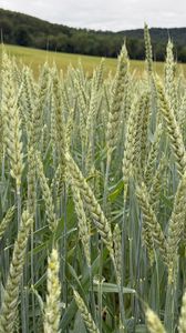 Preview wallpaper wheat, field, grass, hills, nature
