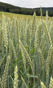 Preview wallpaper wheat, field, grass, hills, nature