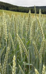 Preview wallpaper wheat, field, grass, hills, nature