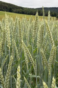 Preview wallpaper wheat, field, grass, hills, nature