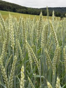 Preview wallpaper wheat, field, grass, hills, nature