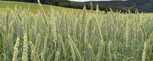 Preview wallpaper wheat, field, grass, hills, nature