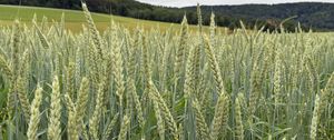 Preview wallpaper wheat, field, grass, hills, nature