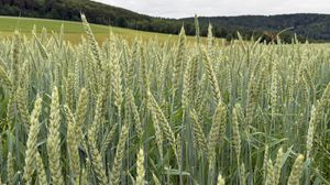 Preview wallpaper wheat, field, grass, hills, nature