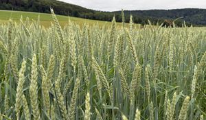 Preview wallpaper wheat, field, grass, hills, nature