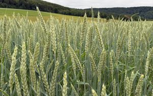 Preview wallpaper wheat, field, grass, hills, nature