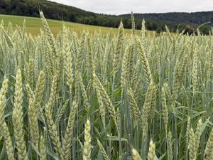 Preview wallpaper wheat, field, grass, hills, nature