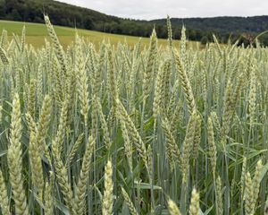 Preview wallpaper wheat, field, grass, hills, nature