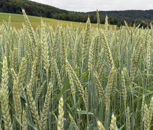 Preview wallpaper wheat, field, grass, hills, nature