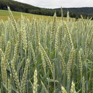 Preview wallpaper wheat, field, grass, hills, nature