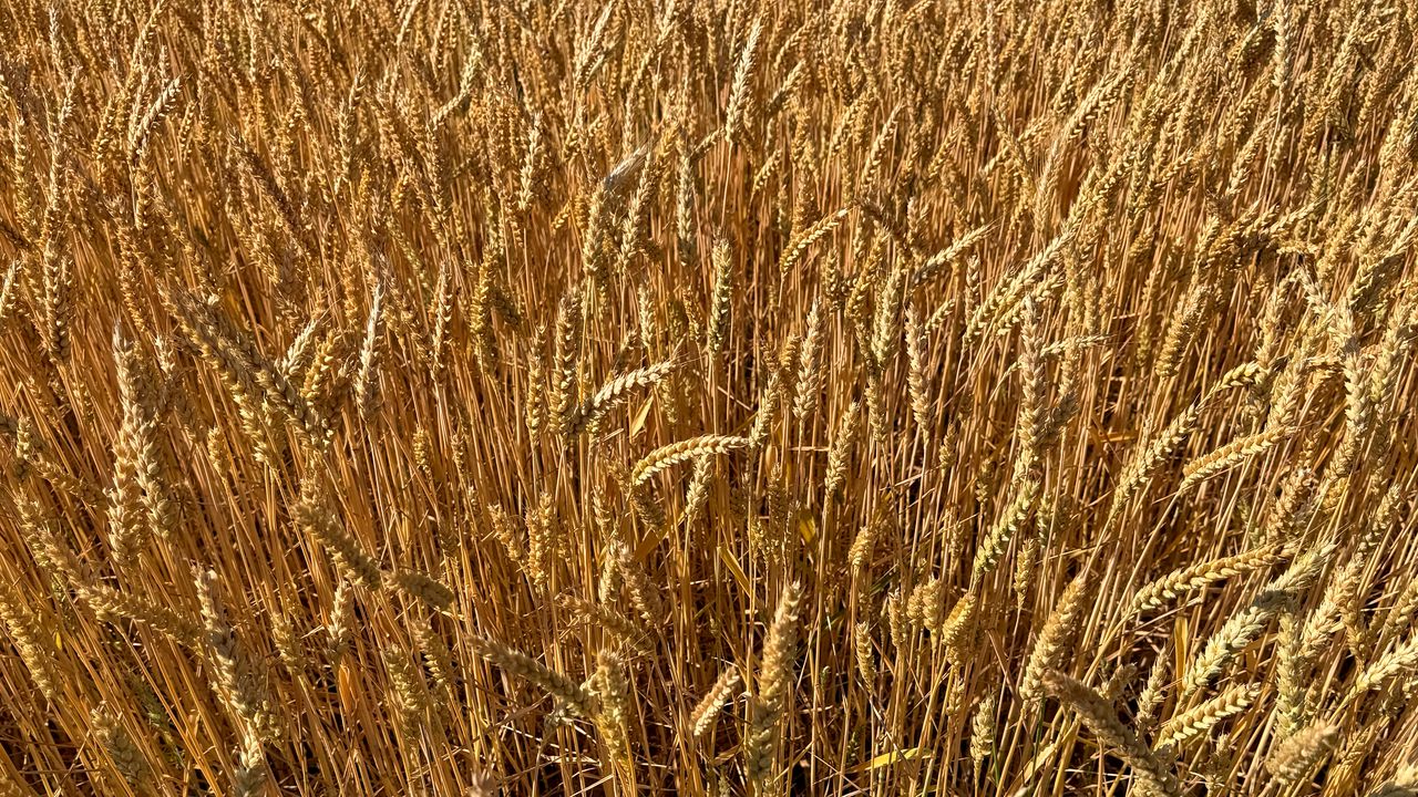 Wallpaper wheat, field, grass, background
