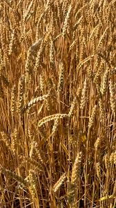 Preview wallpaper wheat, field, grass, background