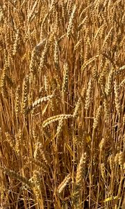 Preview wallpaper wheat, field, grass, background