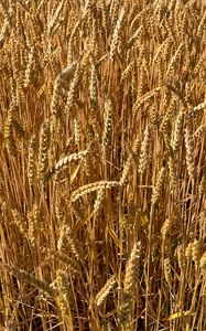Preview wallpaper wheat, field, grass, background