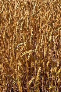 Preview wallpaper wheat, field, grass, background