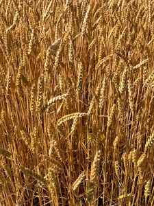 Preview wallpaper wheat, field, grass, background