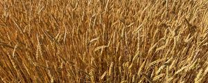Preview wallpaper wheat, field, grass, background