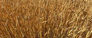 Preview wallpaper wheat, field, grass, background