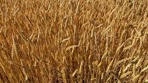 Preview wallpaper wheat, field, grass, background