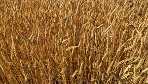 Preview wallpaper wheat, field, grass, background