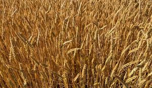 Preview wallpaper wheat, field, grass, background