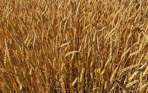 Preview wallpaper wheat, field, grass, background