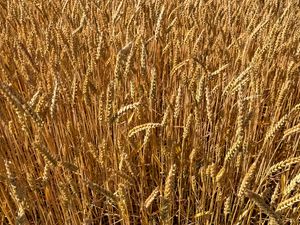 Preview wallpaper wheat, field, grass, background