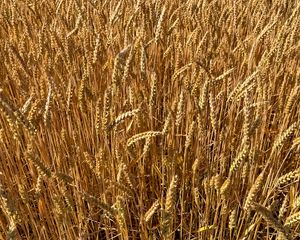 Preview wallpaper wheat, field, grass, background