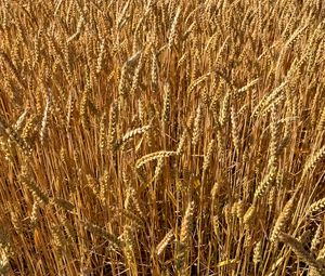 Preview wallpaper wheat, field, grass, background