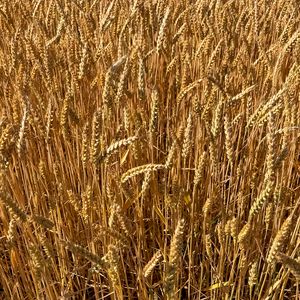 Preview wallpaper wheat, field, grass, background