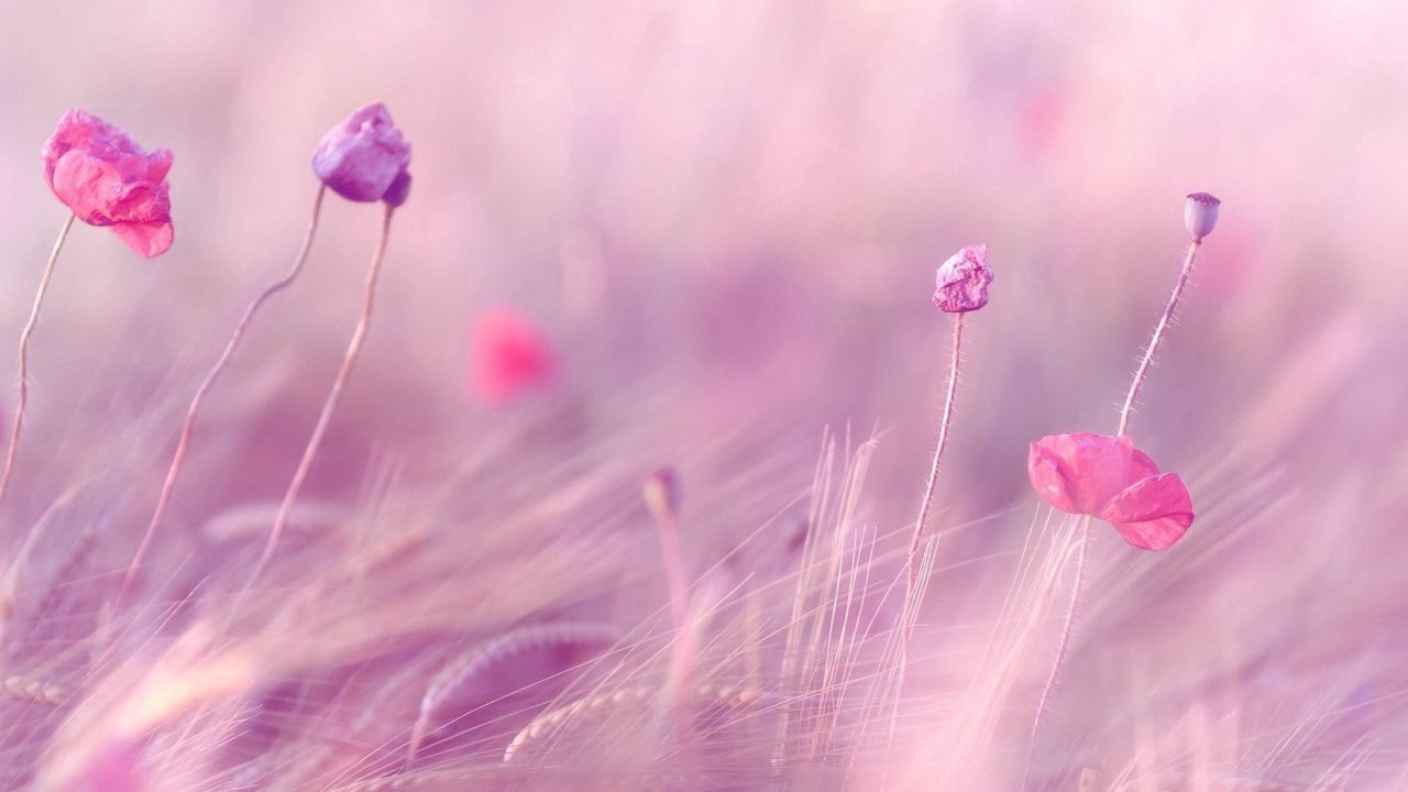 Wallpaper wheat, field, poppies, flowers, blur, wind