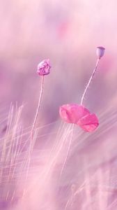 Preview wallpaper wheat, field, poppies, flowers, blur, wind