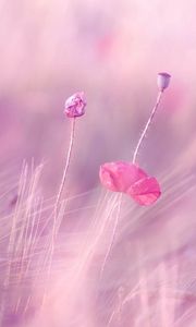 Preview wallpaper wheat, field, poppies, flowers, blur, wind