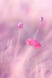 Preview wallpaper wheat, field, poppies, flowers, blur, wind