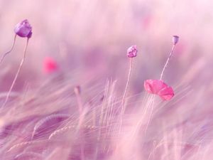 Preview wallpaper wheat, field, poppies, flowers, blur, wind