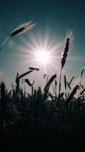 Preview wallpaper wheat, field, sun, plants