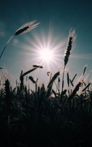 Preview wallpaper wheat, field, sun, plants