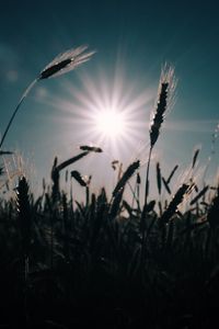 Preview wallpaper wheat, field, sun, plants